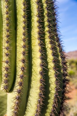 saguaro kaktüsü dikenleri