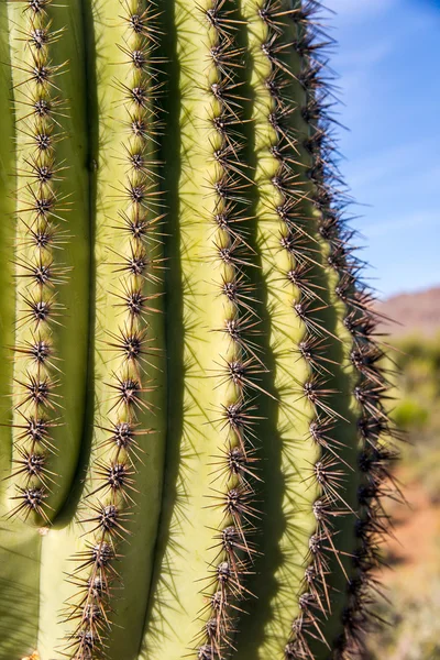 Spine di cactus di Saguaro — Foto Stock