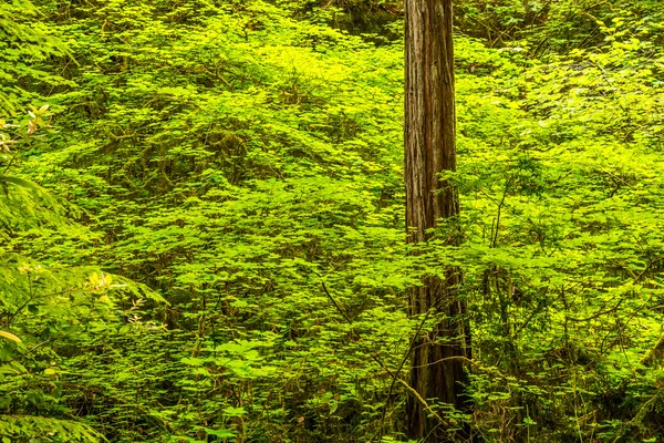 Nationaler Redwood-Wald — Stockfoto