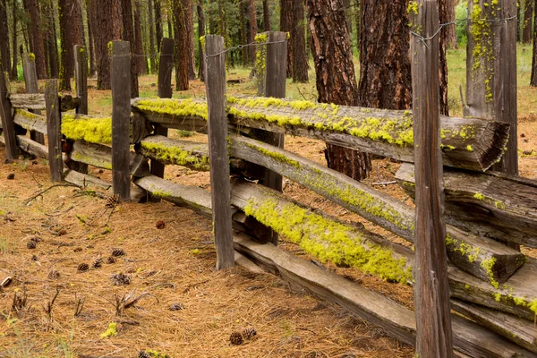 Moos auf einem gespaltenen Zaun — Stockfoto