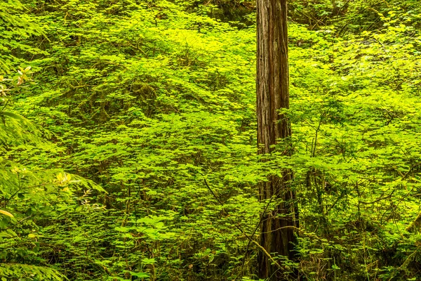 Εθνικών δασικών Redwood Εικόνα Αρχείου