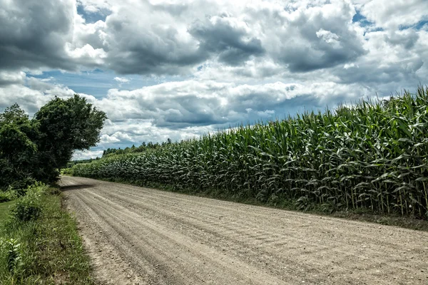 Campo di mais — Foto Stock