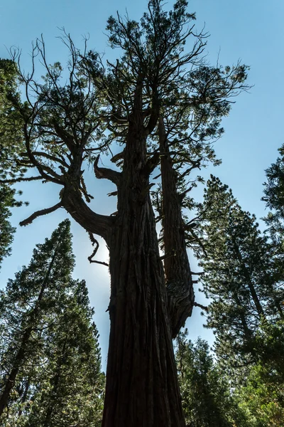 Sequoia siluet — Stok fotoğraf
