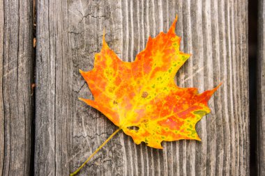 ahşap üzerine akçaağaç yaprağı