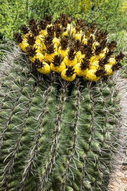 Bir varil Cacutus meyve