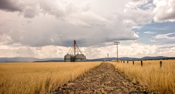 Grãos em um dia tempestuoso — Fotografia de Stock