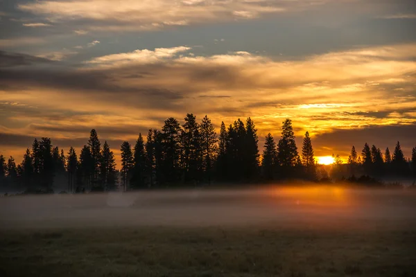 Misty Meadow za úsvitu — Stock fotografie