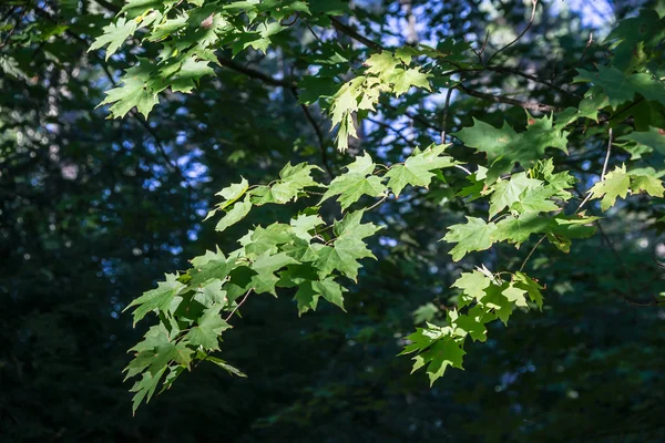 Φύλλα φθινοπώρου σε κλαδί — Φωτογραφία Αρχείου