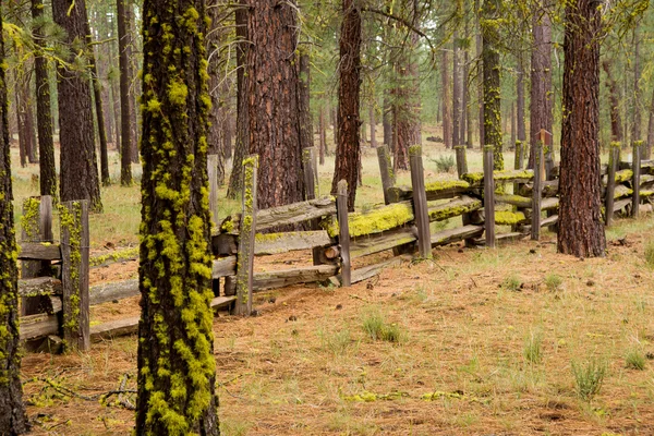 Moos auf einem gespaltenen Zaun — Stockfoto