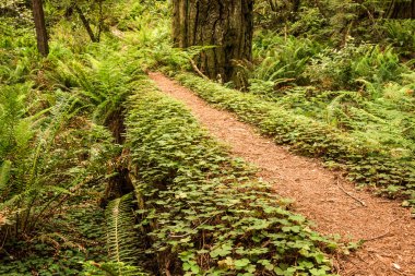 Redwood orman peri yolu