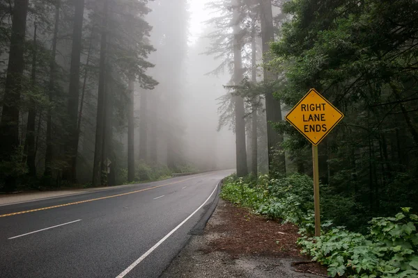 Brume dans la forêt de séquoias — Photo