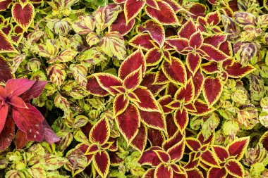 Şenlikli tatil çiçek Abstractuebec surlar bakış açısı