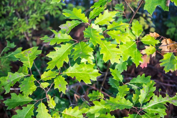 Sonbahar meşe yaprakları — Stok fotoğraf