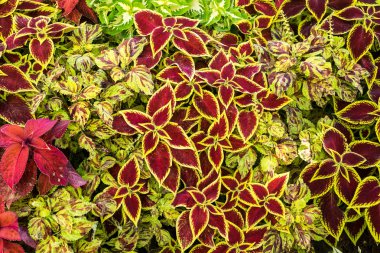 Tatil çiçek desenleri