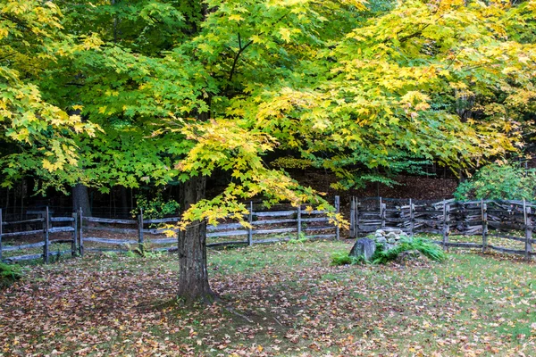 秋季枫树和分体式铁路围栏 — 图库照片