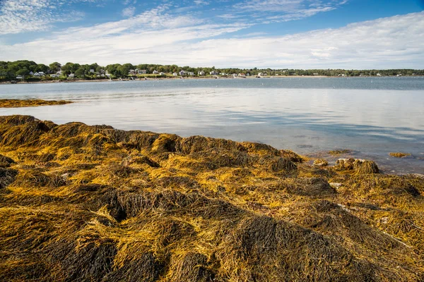 Maine kustlijn bij eb — Stockfoto