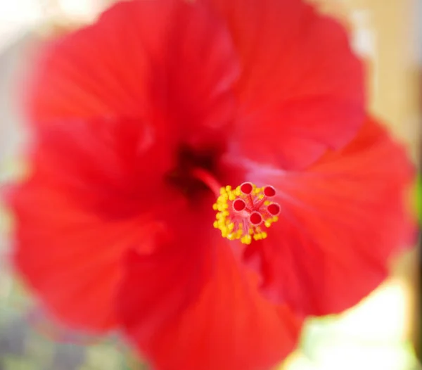 Une Macro Photo Détail Photo Hibiscus Avec Mise Point Sélective — Photo