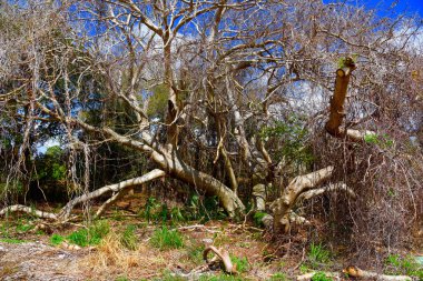 Büyük kızgın ağaç