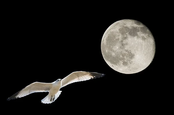 Moon and Seagull — Stock Photo, Image
