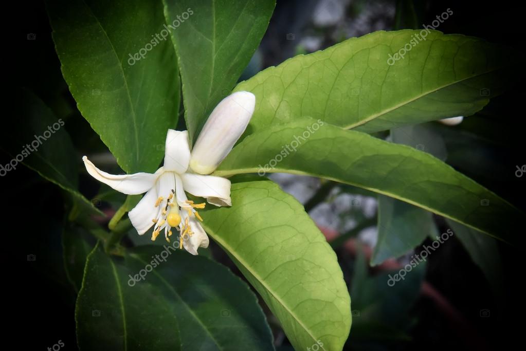 레몬 트리 꽃 pollinating — 스톡 사진 © jcpjr1111 #124289290 레몬 트리 꽃 pollinating