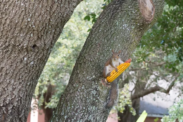 Esquilo e Milho em uma árvore — Fotografia de Stock