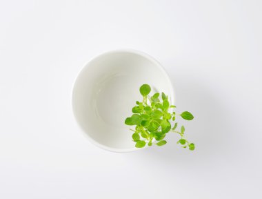 Beyaz kase taze kekik