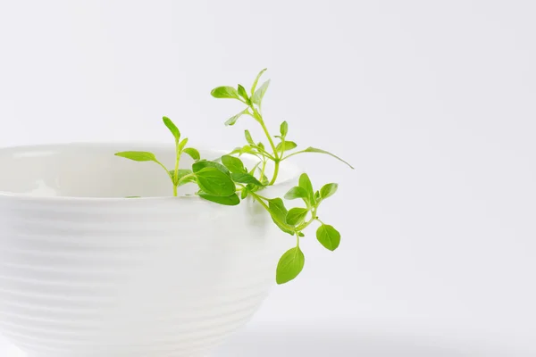 Oregano segar dalam mangkuk putih — Stok Foto