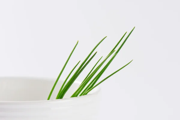 Daun chives segar — Stok Foto