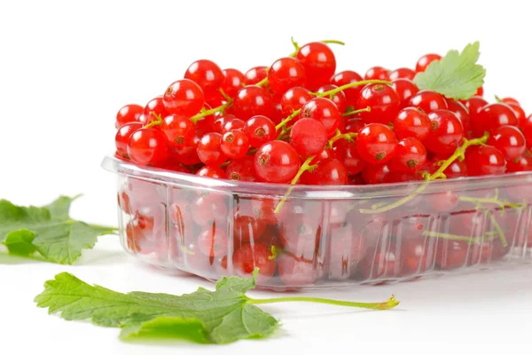 Frische rote Johannisbeeren — Stockfoto