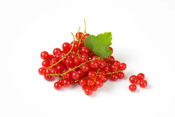Sprigs of red currant berries — Stock Photo, Image