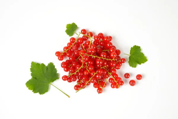 Gałązki porzeczki czerwone jagody — Zdjęcie stockowe