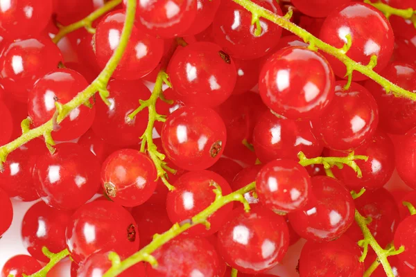 Rote Johannisbeeren — Stockfoto