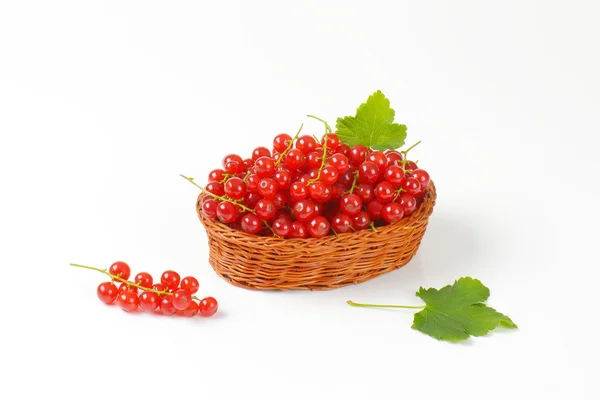 Ribes rosso appena raccolto — Foto Stock