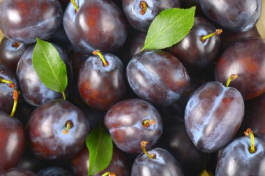 Olgun Erik arka plan