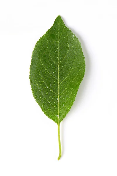 Hoja de ciruela húmeda — Foto de Stock