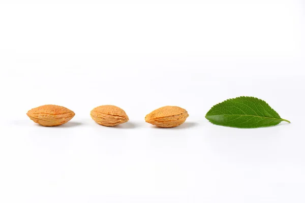 Three plum stones — Stock Photo, Image