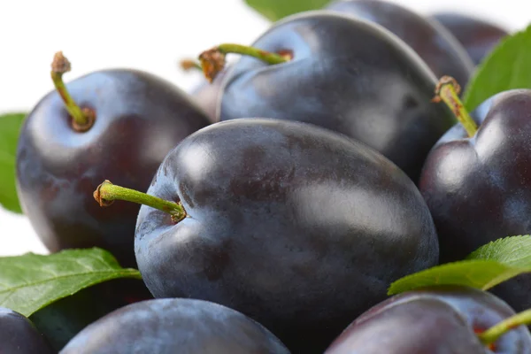 Reife Zwetschgenpflaumen — Stockfoto