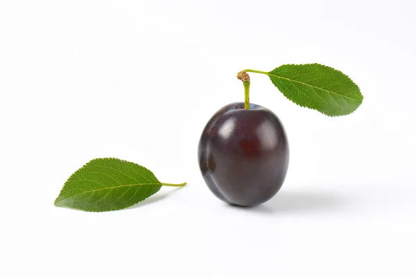 Single ripe plum — Stock Photo, Image