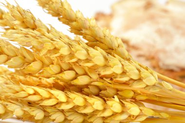 Olgun tahıl kulaklar