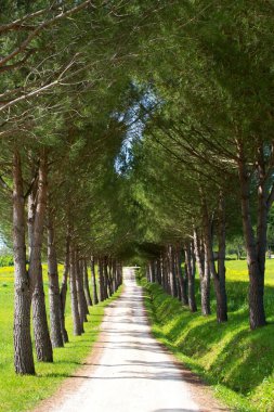 Yaz aylarında ağaç yolu