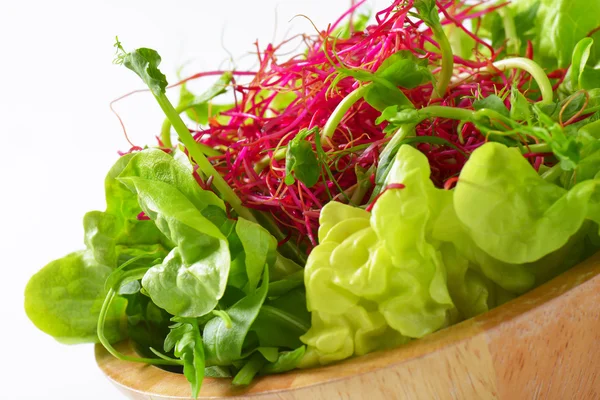 Gemengde groene salade — Stockfoto