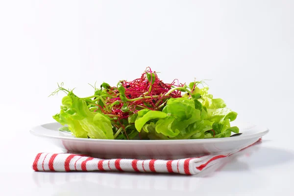 Blandet salat – stockfoto