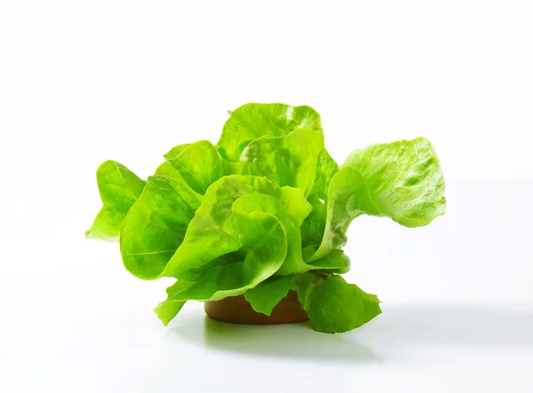 Fresh lettuce — Stock Photo, Image