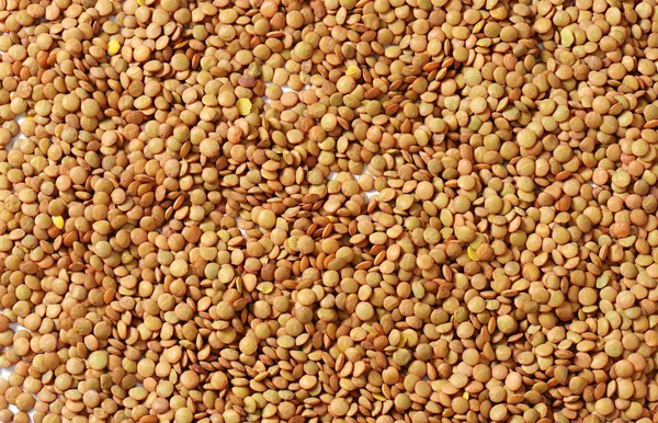 Continental lentils — Stock Photo, Image