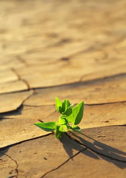 Planta que cresce através do solo seco rachado — Fotografia de Stock