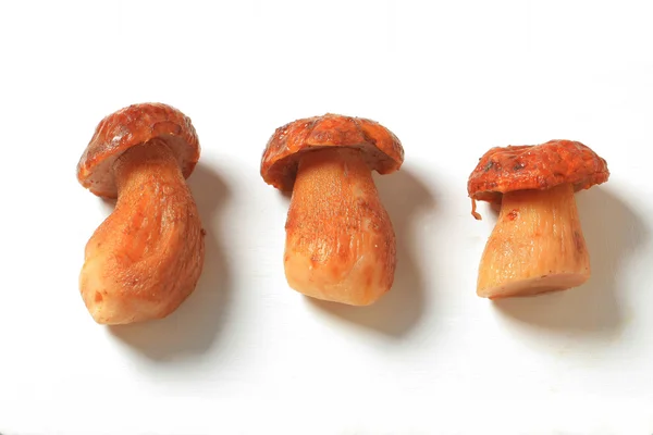 Porcini paddestoelen — Stockfoto