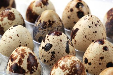 bıldırcın yumurtası