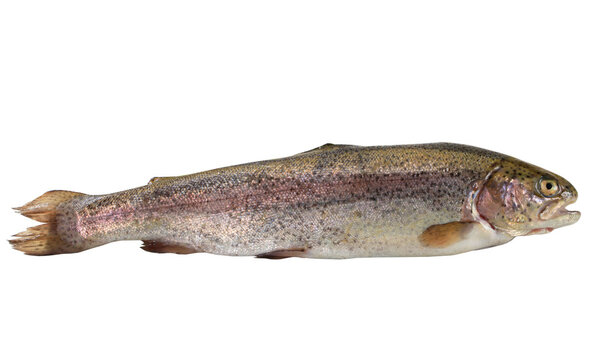 Fresh trout
