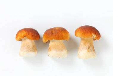 taze yenilebilir mantar