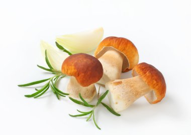 taze porçini mantarı